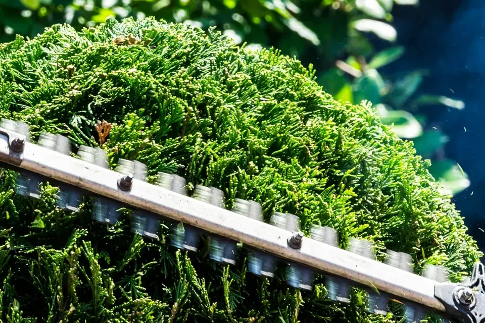 Representative hedge trimming service image